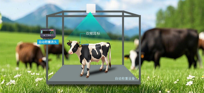 智慧畜牧，精準(zhǔn)無(wú)憂